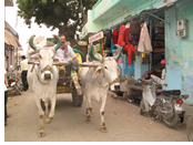 India Gay Tour - Nimaj Village