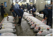 Japan gay tour - Tsukiji fish market