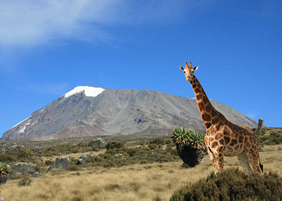 Yellow Brick Road Tours - Kilimanjaro Gay Tour