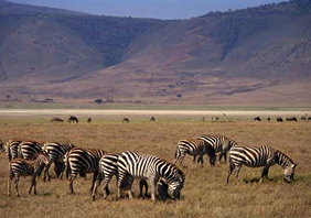 Yellow Brick Road Tours - Exclusively Gay Kilimanjaro Tour