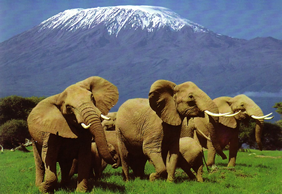 Yellow Brick Road Tours - Exclusively Gay Kilimanjaro Tour