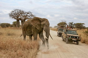 Yellow Brick Road Tours - Exclusively Gay Tanzania Safari Tour