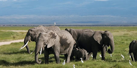 Yellow Brick Road Tours - Tanzania Gay Safari Tour