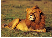 Ngorongoro Crater, Tanzania Gay Tour