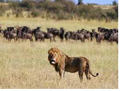 Tanzania gay safari - Serengeti National Park