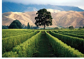 New Zealand Gay Tour - Montana Winery