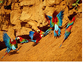 Peru Amazon Rainforest Gay Tour