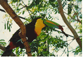 Amazon Jungle gay tour