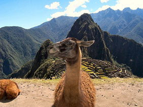 Yellow Brick Road Tours - Exclusively Gay Peru Inca Trail and Amazon Rainforest Tour