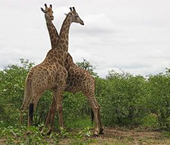Kruger National Park Gay Tour