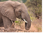Kruger National Park Gay Tour