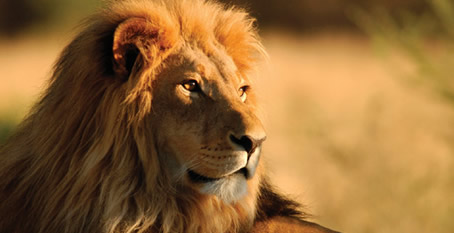 Yellow Brick Road Tours - South Africa Gay Safari Tour