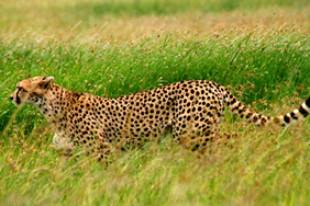 Yellow Brick Road Tours - Exclusively Gay South Africa Tour