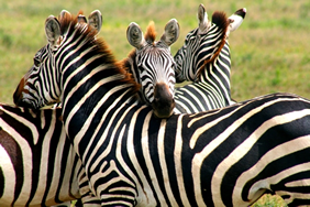 Yellow Brick Road Tours - Exclusively Gay South Africa Tour