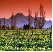 Cape Winelands gay tour