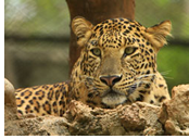 Kruger National Park Gay Tour