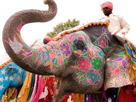 India Holi Festival Gay Tour