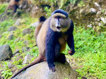 Golden Monkey Experience