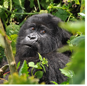 Gorilla gay safari