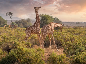 Kenya gay safari tour