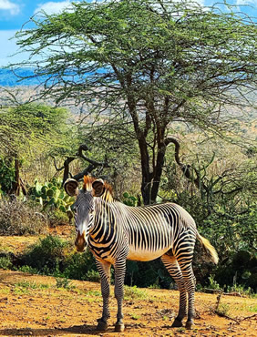 Kenya gay safari zebra