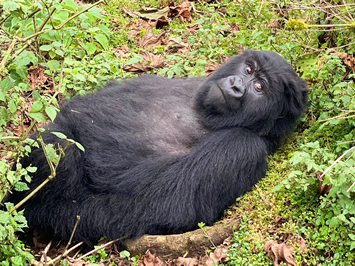 Mountain Gorilla Experience