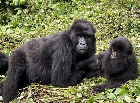 Rwanda Gorilla Safari