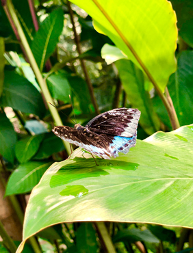 Laos gay tour - butterfly park