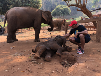 Thailand gay tour - Chiang Mai Elephant Conservation