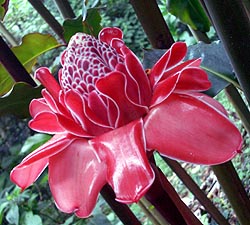 Gay only Costa Rica tour