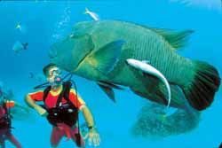 Zoom Vacations exclusively gay Great Barrier Reef tour