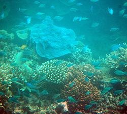Gay only Great Barrier Reef tour
