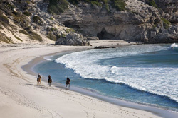 Grootbos luxury marine safari