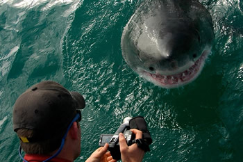 Grootbos marine gay safari tour