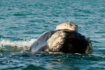 Grootbos marine gay safari tour