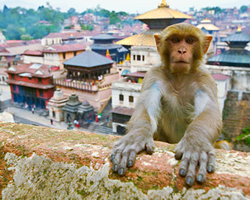 Zoom Vacations exclusively gay Nepal tour