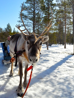 Exclusively gay Lapland tour