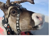 Zoom Vacations exclusively Gay Lapland and Helsinki tour