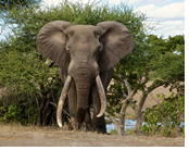 Kruger National Park gay safari