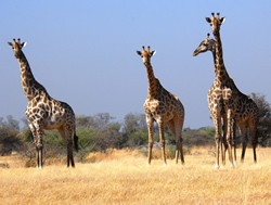 South Africa gay safari