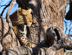 Gay safari in South Africa