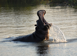 South Africa gay luxury safari tour