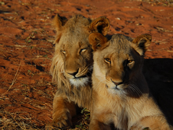 Gay South Africa gay luxury safari