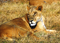 South Africa gay safari tour