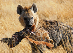 Kruger Park gay safari