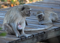 Luxury gay safari South Africa