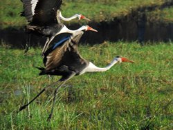 South Aftica gay safari tour