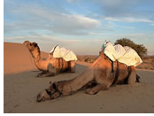 India Exclusively gay tour - Osian Camel Safari