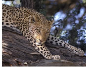 Kruger National Park Exclusively gay tour